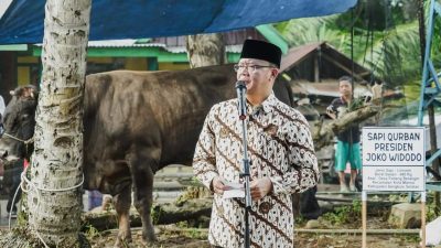 Gubernur Rohidin Serahkan Bantuan Sapi Raksasa Dari Presiden Jokowi ke Warga Benteng